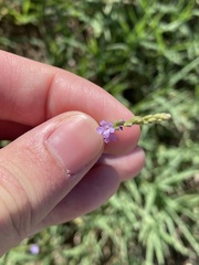 Verbena halei