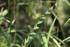 Phyllanthus