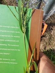 Panicum dichotomiflorum