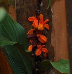 Hedychium
