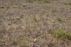 Helichrysum italicum