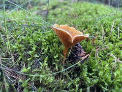 Hygrophoropsis