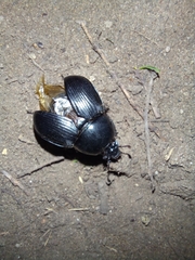 Geotrupes
