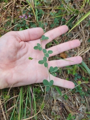 Lespedeza procumbens