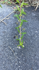 Oldenlandia corymbosa