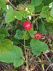 Passiflora ciliata
