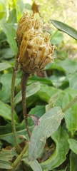 Centaurea jacea