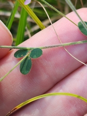 Lespedeza procumbens