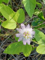 Passiflora ciliata