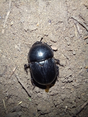 Geotrupes