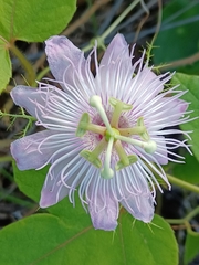 Passiflora ciliata
