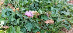 Centaurea jacea