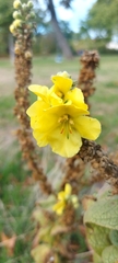 Verbascum phlomoides