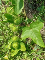 Passiflora ciliata