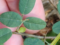 Lespedeza procumbens