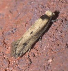 Tinea apicimaculella