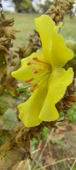 Verbascum phlomoides