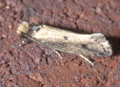 Tinea apicimaculella