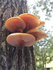 Flammulina