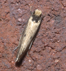 Tinea apicimaculella