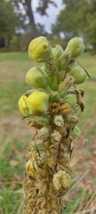 Verbascum phlomoides