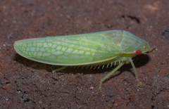 Gyponana
