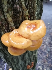 Flammulina