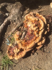 Ganoderma sessile