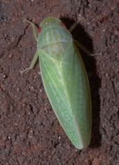 Gyponana
