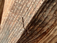 Heteroptera