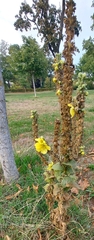 Verbascum phlomoides
