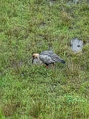 Theristicus melanopis