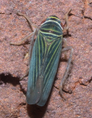 Tylozygus bifidus