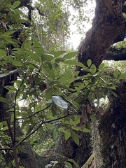Laurus nobilis