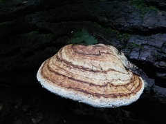 Fomes fomentarius