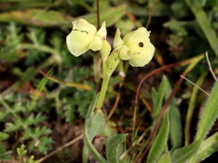 Pterygodium catholicum
