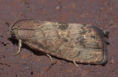 Cydia latiferreana