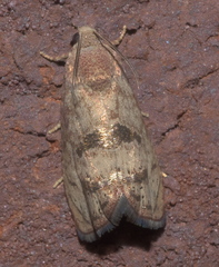 Cydia latiferreana