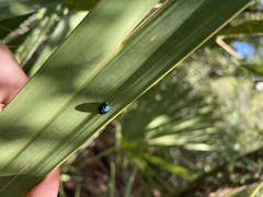 Hemisphaerota cyanea