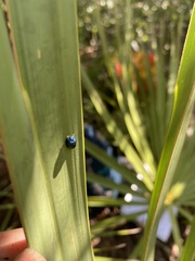 Hemisphaerota cyanea