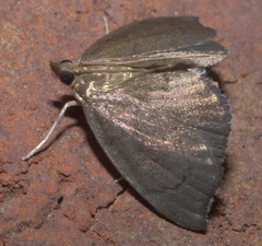 Perispasta caeculalis