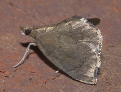 Perispasta caeculalis