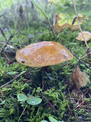 Suillus