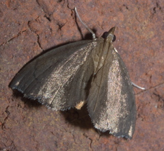 Perispasta caeculalis