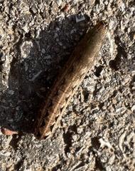 Spodoptera latifascia