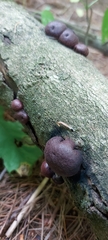 Daldinia childiae