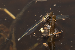 Austroagrion watsoni