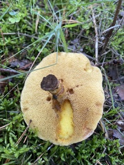 Suillus