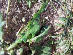 Cichorieae