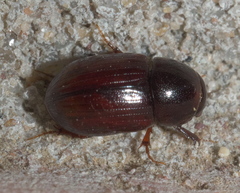 Aphodius
